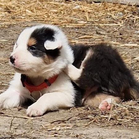 Image 1 of CARIAD litter of Welsh Sheepdog Border Collie pups