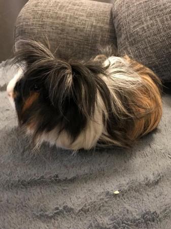 Image 3 of Rescue Guinea Pigs (with advice and guidance) for Adoption