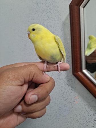Image 3 of 6 to 7 weeks tame baby budgies for sale