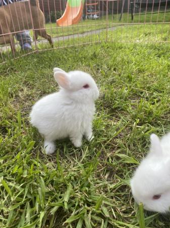 Image 4 of 9 week old white dwarf rabbits for sale