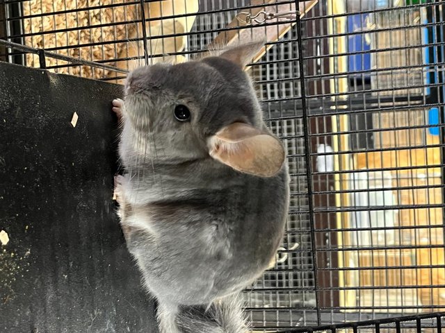 Preview of the first image of Chinchilla Male for sale.