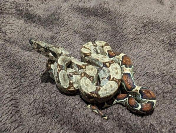 Image 5 of Baby Boa Constrictor Imperator