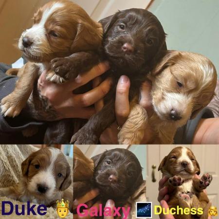 Image 17 of Cockapoo puppies- last pup available- now reduced