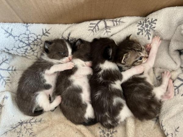 Image 2 of Beautiful Kittens ready to leave end of May