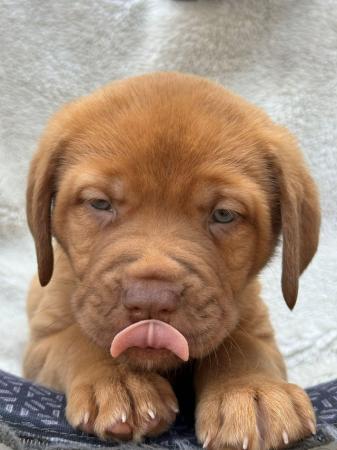 Image 16 of Large mix breed puppies for sale