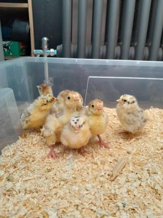 Image 1 of Bourbon Red Turkey Poults -