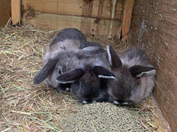 Image 5 of 3 martinsable baby mini lops ready to leave