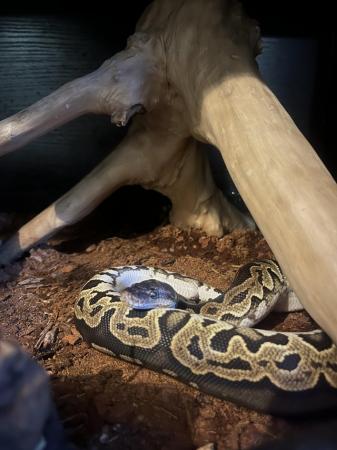 Image 3 of Royal Python female, 1 year old, plus Vivarium set up