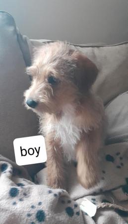 Jack Russell Terrier puppies for sale in Bradford, West Yorkshire – 1 year old - Image 8 of 10