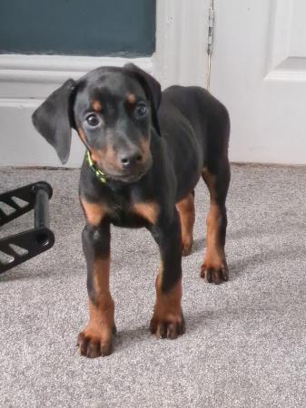 Image 1 of 2 boys READY NOW Doberman pups from health tested parents