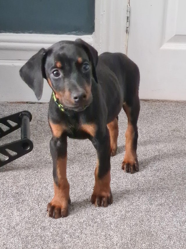 Preview of the first image of READY NOW Doberman puppies from health tested parents.