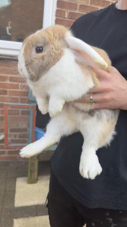 Image 5 of 1 year old mini lop hopper