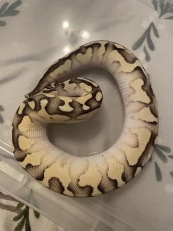 Image 5 of Pastel lesser ball python for sale