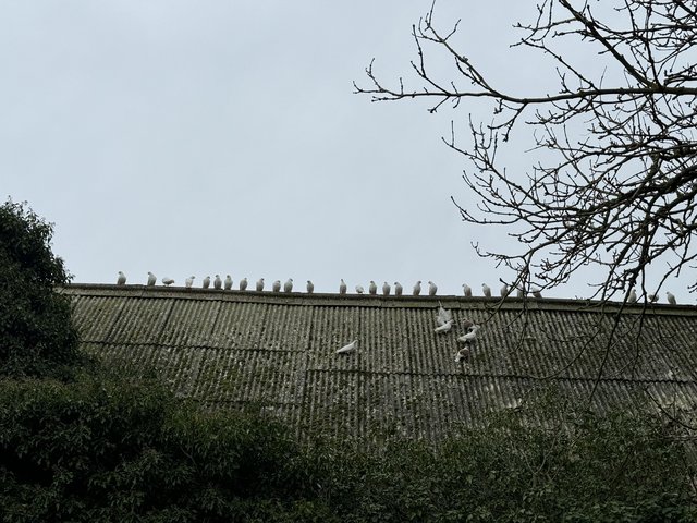 Preview of the first image of 25 Appx White Doves Nr Newmarket.