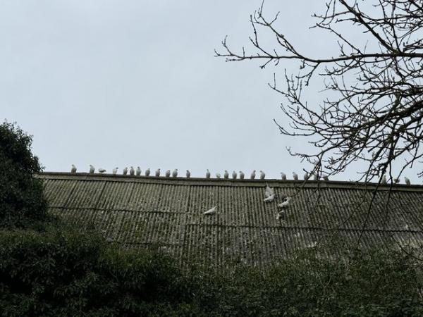 Image 1 of 25 Appx White Doves Nr Newmarket