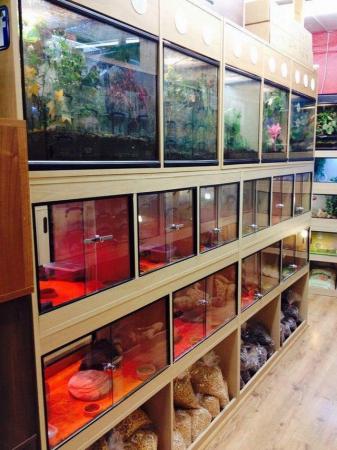 Image 3 of Warrington pets and exotics a fully stocked pet shop/store