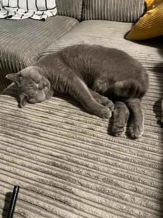 Image 5 of British Blue Shorthair Male 3 years old