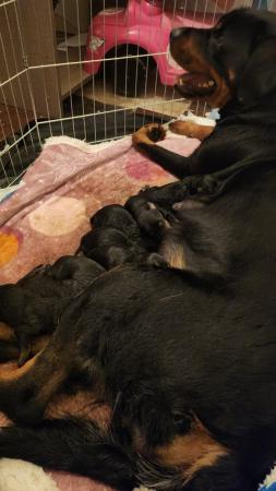 Image 2 of Excellent bloodline rottweiler puppies for sale