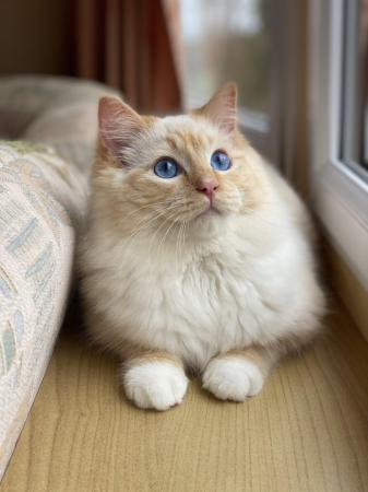 Image 2 of Gorgeous flame mitted Pedigree Ragdoll