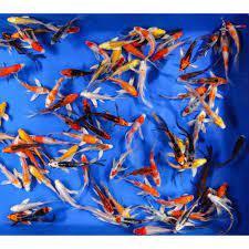 Preview of the first image of JAPANESE KOI BRITISH BRED LOTS CHEAPER THAN SHOPS.