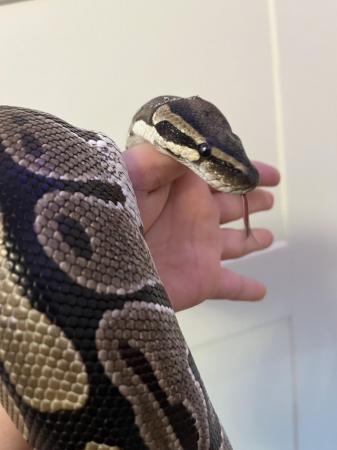Image 9 of 10 year old African Ball Python *Female*
