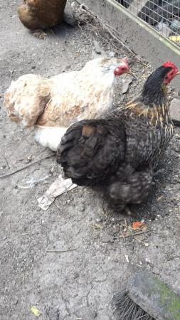 Image 1 of Mixture of bantam and Rhode Island Red chicks