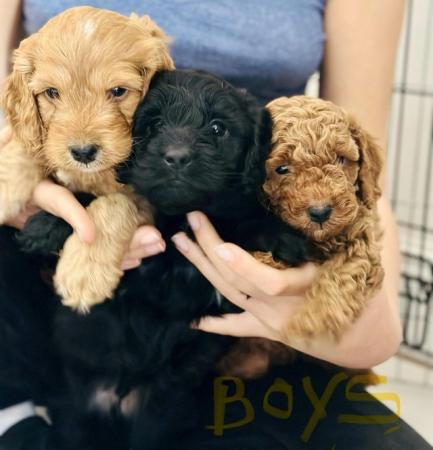 Image 21 of Red, apricot and black cockapoo pups (2 female / 3 male left
