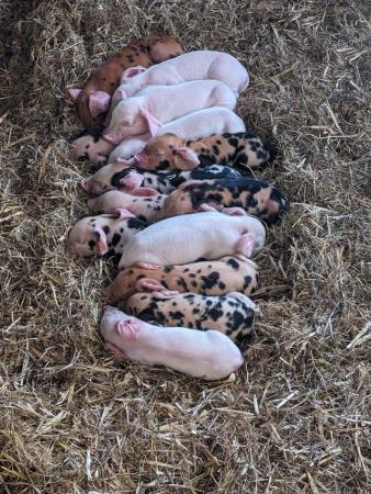 Image 4 of PIG WEANERS FOR SALE (MIX BREED)