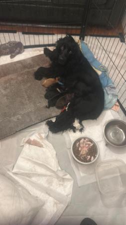 Image 6 of beautiful cocker spaniel puppies for sale