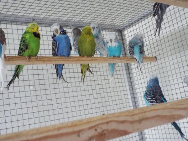 Image 3 of Budgerigars For Sale from Champion Exhibitor