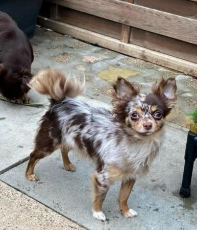 Image 9 of Stunning merle long coated Chihuahuas