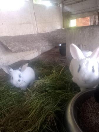 Image 7 of Mixed breed rabbit babies
