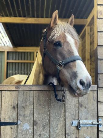 Image 2 of 14hh 9 year old cob gelding