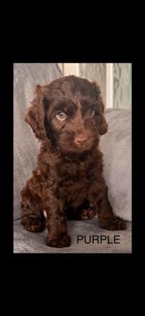 Image 10 of DNA Health cleared Cockapoo puppies ready to go 17th may