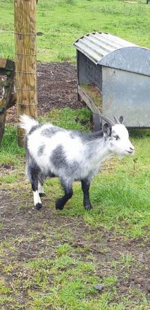Image 2 of TWIN FEMALE PYGMY GOATLINGS FOR SALE.