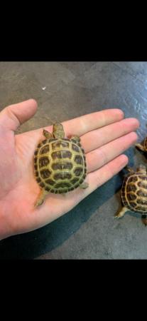 Image 2 of Baby Horsefield tortoises wow stunning