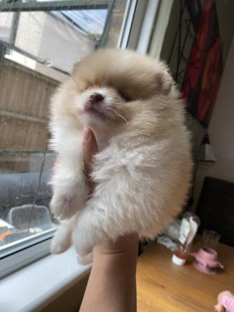 Image 10 of Teddy face Pomeranian puppies