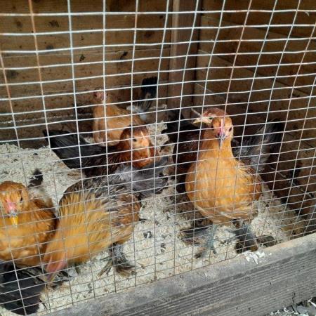 Image 2 of Beautiful bantam hens for sale