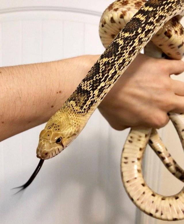 Preview of the first image of Adult male proven bull snake.