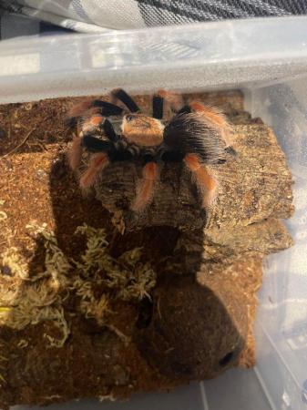 Image 4 of Various tarantula collection for sale