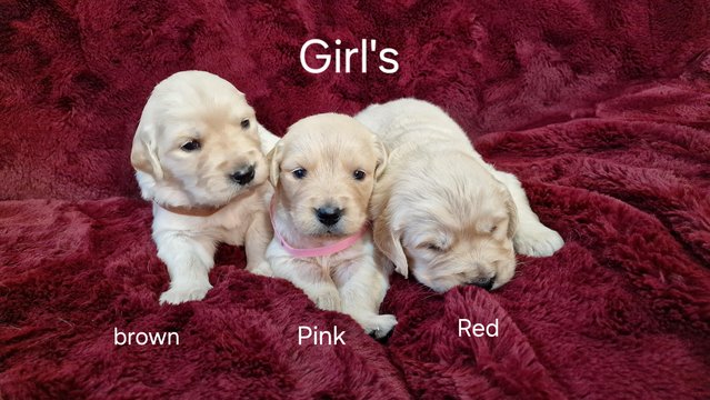 Image 4 of KC registered Golden Retriever puppies