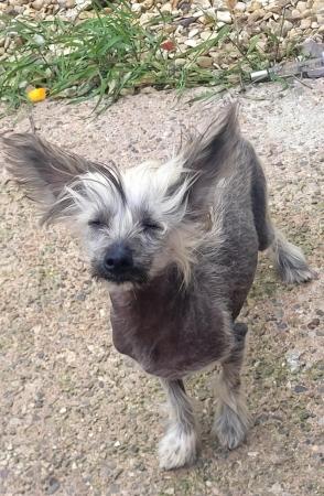 Image 11 of Male 6 Month Chinese Crested