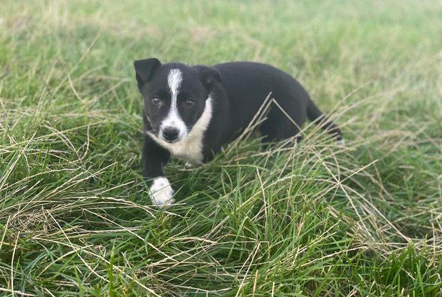 Image 3 of Champion Border Collie puppies ready December