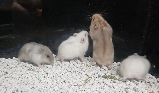 Image 1 of Baby Campbells Dwarf Hamsters , Different colours