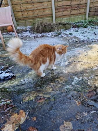 Image 1 of Gorgeous ginger male maine coon cat ready to go