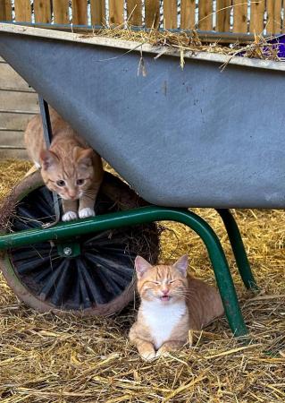Image 2 of Beautiful pair of ginger boys looking for kind loving home