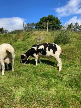 Image 3 of Pedigree Jacob Ram 2yr old