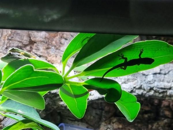 Image 5 of Peacock day geckos babies for sale (SOLD TIL FURTHER NOTICE)