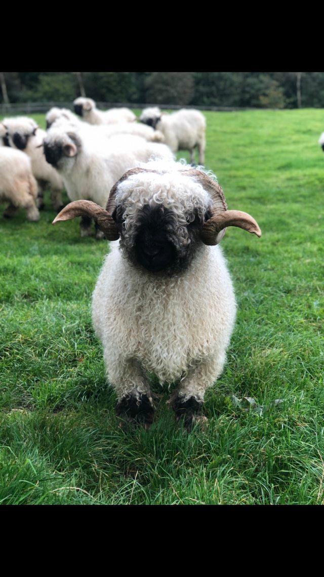 Preview of the first image of Valais blacknose tup for sale Goliath.