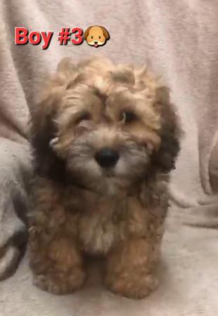 Image 9 of Cuddly Shihpoo Puppies - READY NOW!